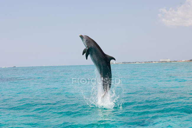 Saltos de delfines desde el agua de mar - foto de stock