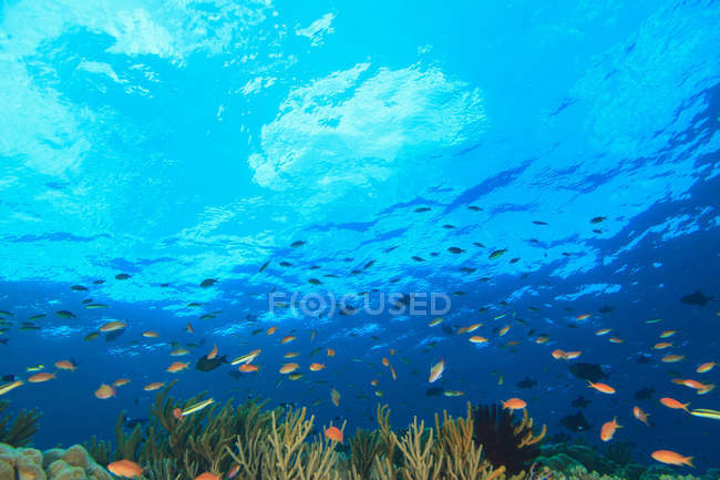 Рыбы, плавающие в коралловом рифе, с видом на море — стоковое фото