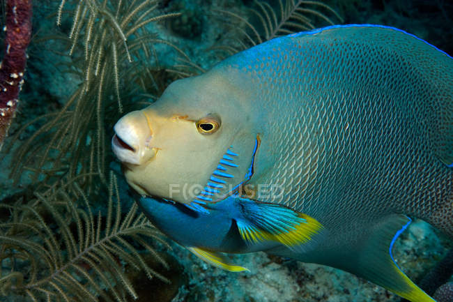 Reina angelfish en arrecife de coral bajo el agua - foto de stock