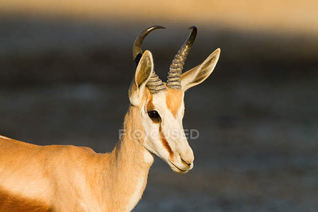 Close up tiro de springbok em luz solar brilhante — Fotografia de Stock