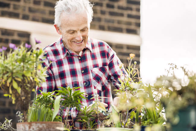 Старший мужчина ухаживает за горшечными растениями в саду на крыше города — стоковое фото