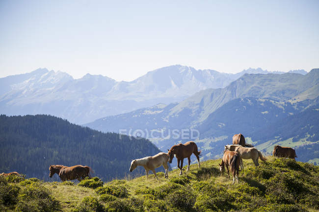 Лошади, пасущиеся в горах, Schanfigg, Graubuenden, Швейцария — стоковое фото