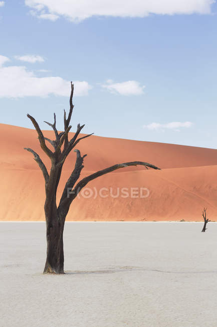 Toter Baum auf Tonpfanne, deaddvlei, sossusvlei Nationalpark, namibia — Stockfoto
