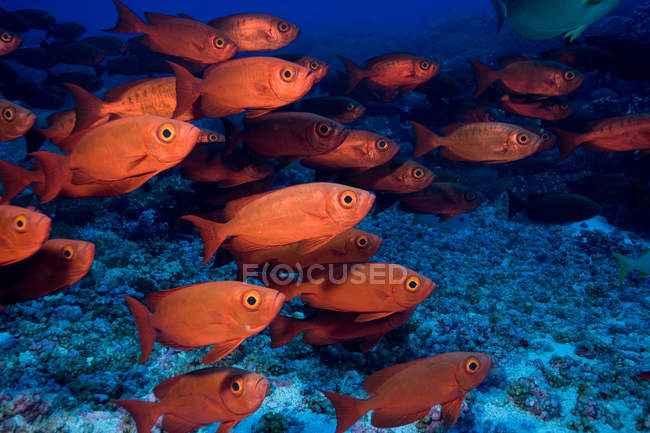 Grupo de peixes de escolaridade debaixo de água — Fotografia de Stock
