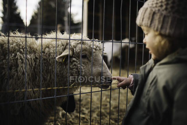 Baby girl poking nose of sheep behind fence — Stock Photo