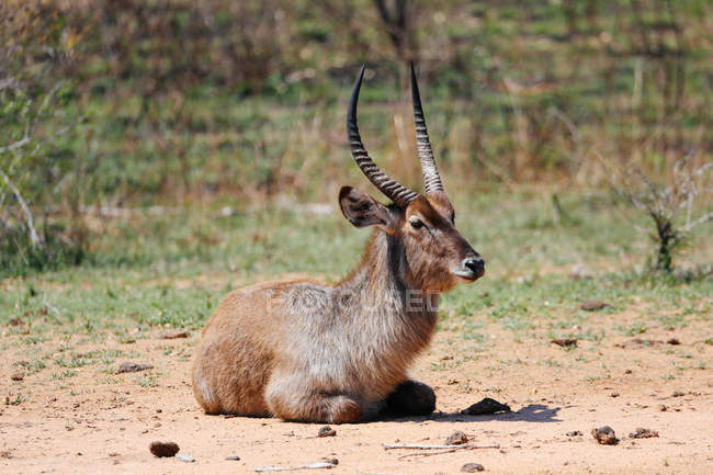 Waterbuck sitting on front hooves — Stock Photo
