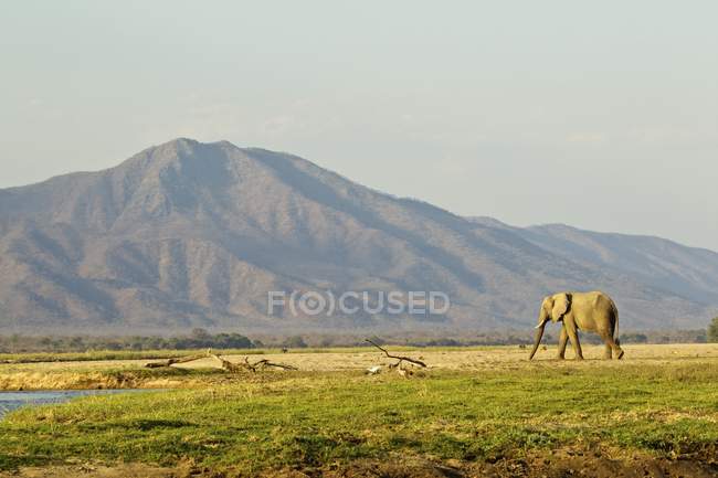 Слон, Прогулявшись через рівнини, Мана басейни Національний парк, Зімбабве, Африка — стокове фото