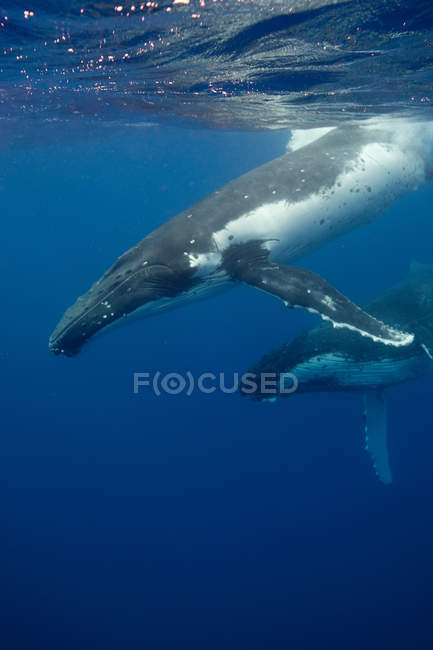 Поведение горбатых китов — стоковое фото