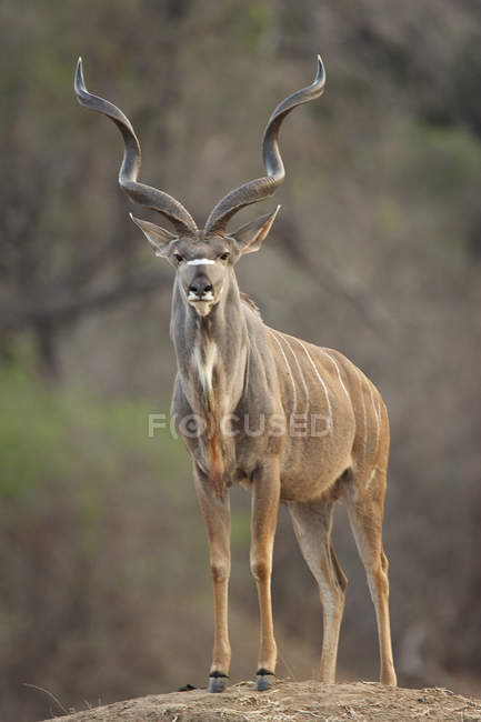 Toro Kudu en el Parque Nacional Mana Pools - foto de stock
