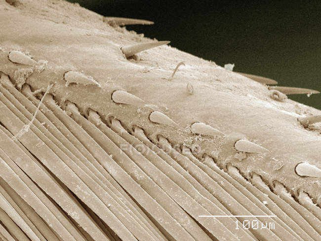 Кольоровий сканувальний електронний мікрограф ноги сідла — стокове фото