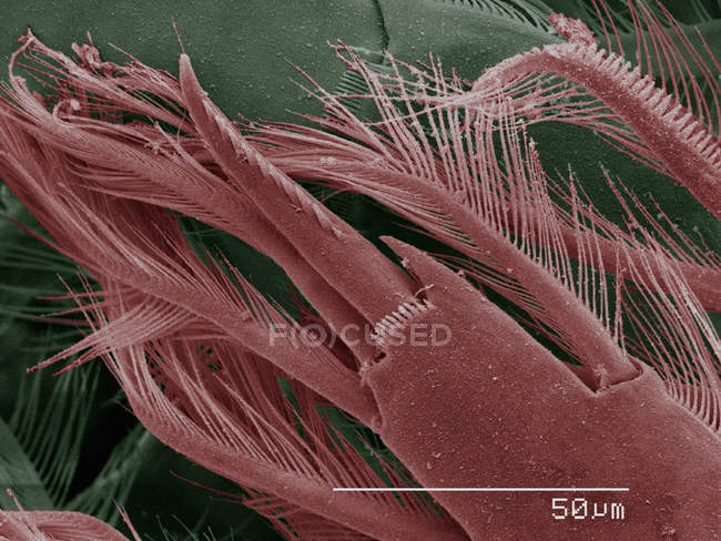 Micrographie électronique à balayage coloré des cyclopes — Photo de stock