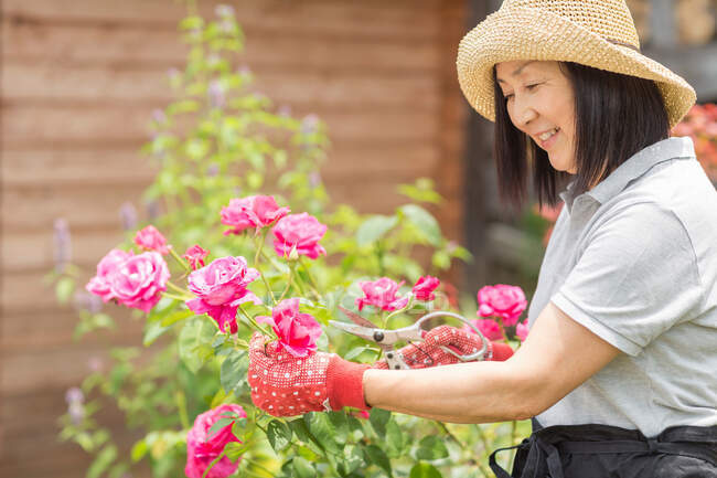 Mulher tendendo a rosa arbusto — Fotografia de Stock