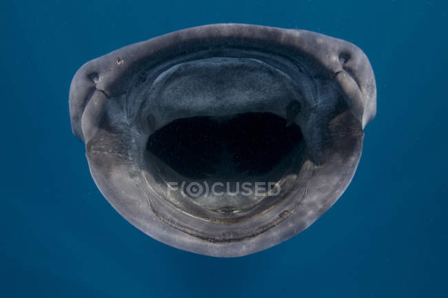Primer plano disparo de tiburón ballena con la boca abierta - foto de stock