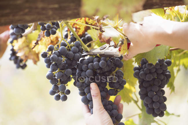 Female hands cutting grapes from vine — Stock Photo