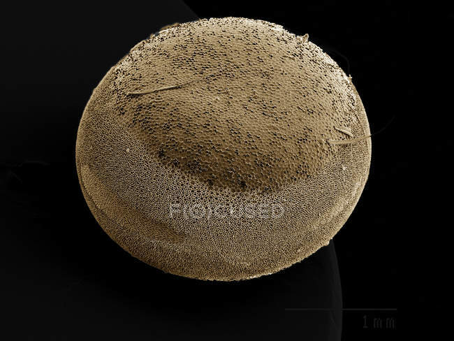 Huevo de Silkmoth, Saturniidae SEM - foto de stock