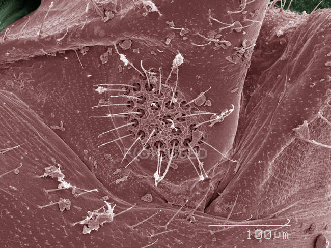 Micrographie électronique à balayage coloré des poux d'écorce trichobothria — Photo de stock