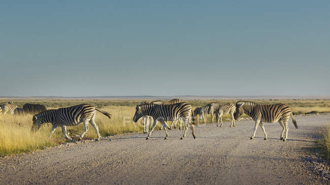 Gregge di zebre che attraversano la strada alla luce del sole — Foto stock