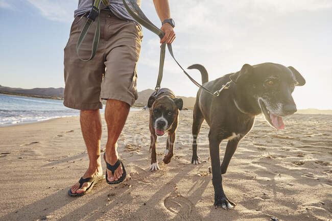 Владелец выгуливает своих собак на поводке на пляже. — стоковое фото