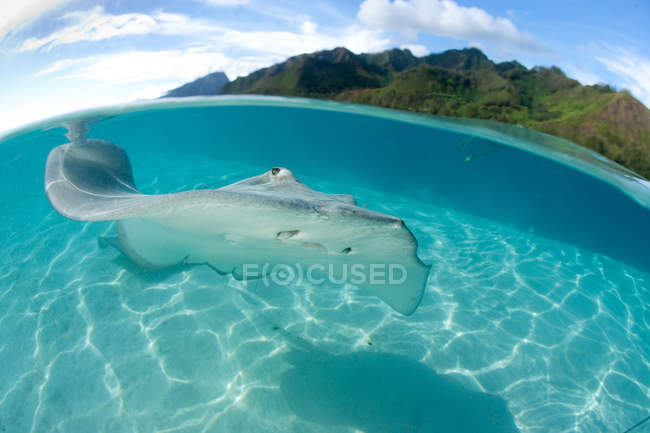 Underwater view of stingray with hills — Stock Photo