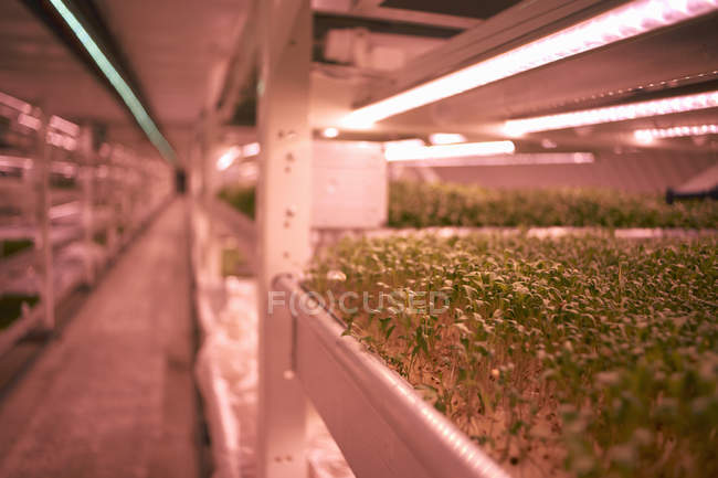 Close up de bandeja de micro verdes em viveiro de túnel subterrâneo, Londres, Reino Unido — Fotografia de Stock