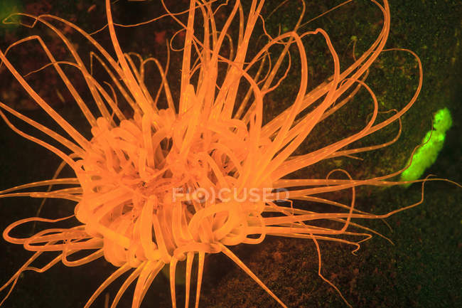 Hermosa anémona de mar fluorescente naranja en arrecife de coral cerca de alor isla, indonesia - foto de stock