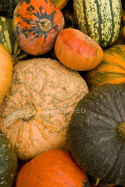 Close up of pile of gourds, full frame — Stock Photo
