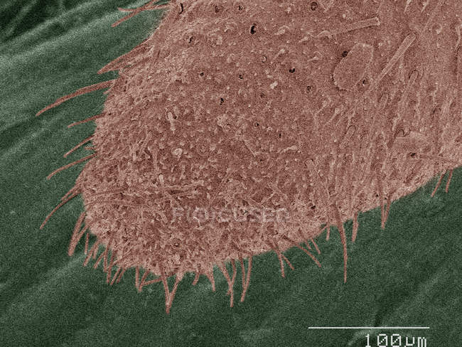 Цветной сканирующий электронный микрограф американских тараканов — стоковое фото