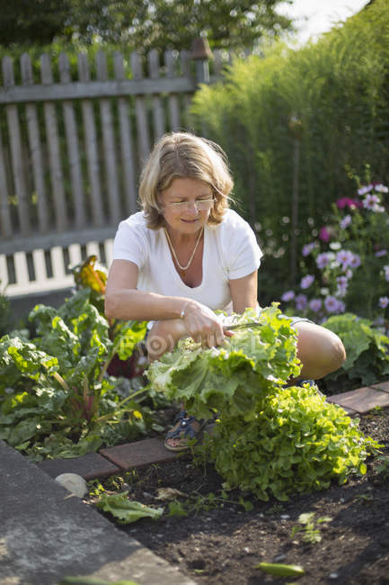 Женщина собирает салат в саду — стоковое фото