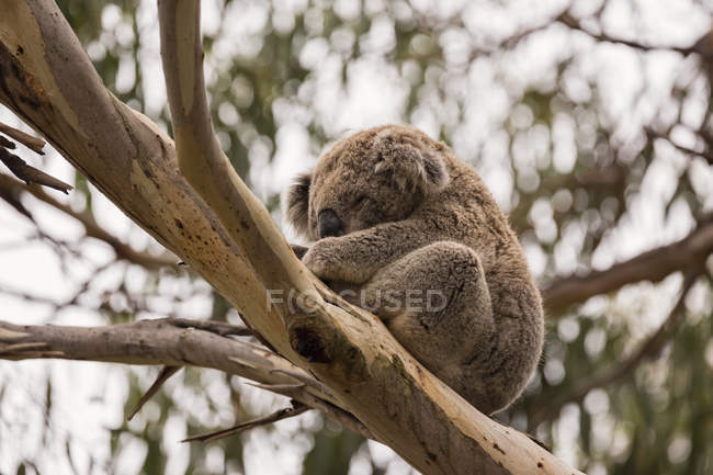 Коала спит на эвкалиптовом дереве — стоковое фото