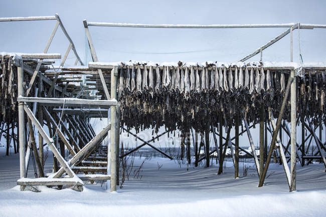 Secagem de peixe de bacalhau — Fotografia de Stock