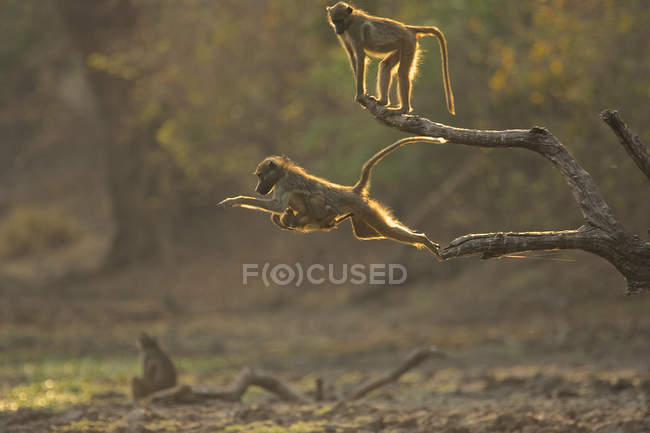 Babuínos pulando de madrugada, Mana Pools National Park, Zimbábue — Fotografia de Stock