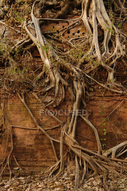 Albero radici e pietra rovina — Foto stock