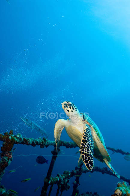 Hawksbill turtle on shipwreck — Stock Photo