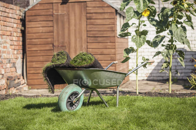 Turf rolls in wheelbarrow on garden lawn — Stock Photo