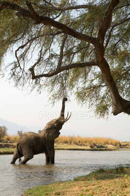 Elefante africano juvenil que llega hasta el árbol mientras está en el río Zambezi, Piscinas de maná, Zimbabue - foto de stock