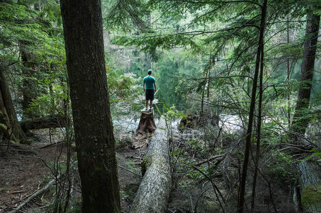 Человек, стоящий в лесу, озеро Бантцен, Британская Колумбия, Канада — стоковое фото