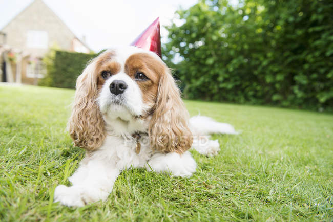 Cão usando chapéu de festa — Fotografia de Stock