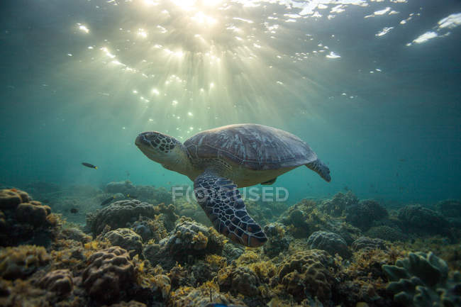 Tortuga nadando en el arrecife de coral bajo el agua - foto de stock