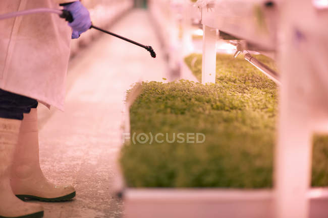 Plan recadré de travailleurs pulvérisant des micro-verts dans une pépinière souterraine, Londres, Royaume-Uni — Photo de stock