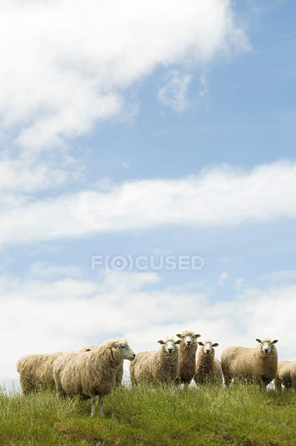 Pecore in piedi in campo erboso sotto cielo nuvoloso blu — Foto stock