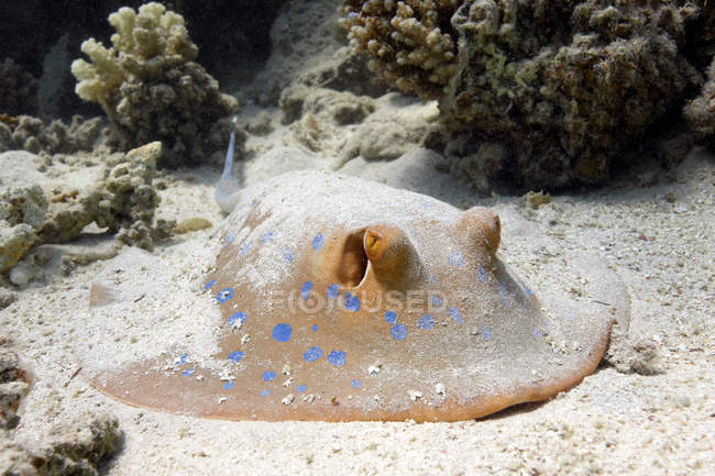 Blue spotted ray — Stock Photo