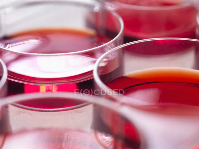 Closeup shot of blood embryos in laboratory, stem cell research concept — Stock Photo