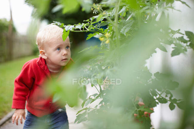 Enfant garçon examinant des plantes — Photo de stock