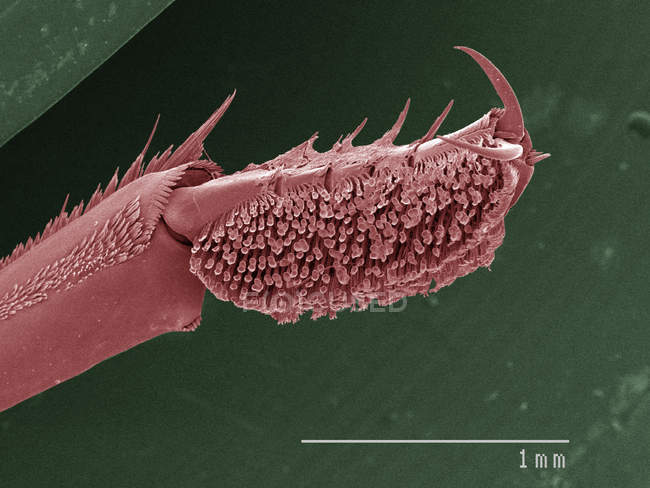 Micrographie électronique à balayage coloré de la jambe avant du scarabée tourbillon — Photo de stock