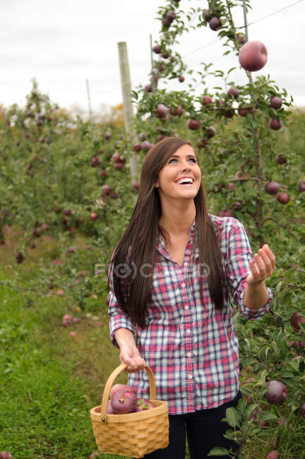 Giovane donna nel frutteto, gettando mela in aria — Foto stock