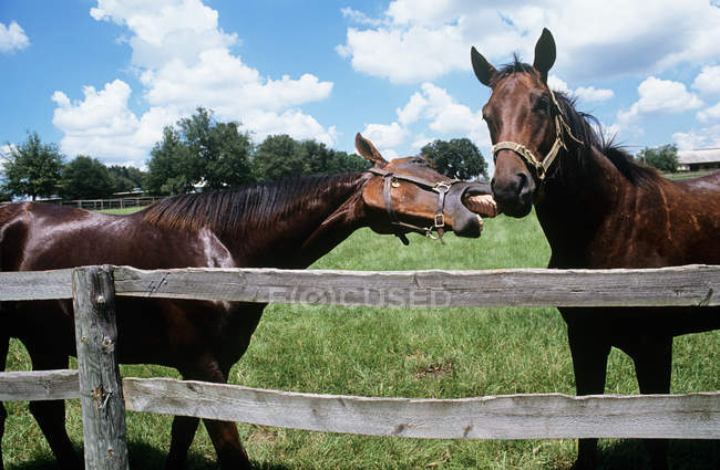 Dos caballos en el campo - foto de stock