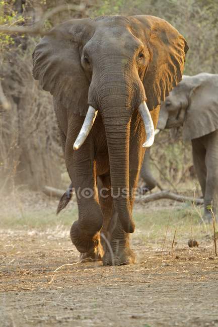 Elefanti africani o Loxodonta africana all'alba, mana piscine parco nazionale, zimbabwe — Foto stock