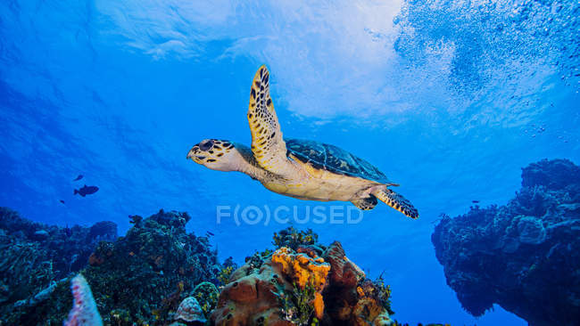 Tortuga nadando sobre el arrecife de coral bajo el agua - foto de stock