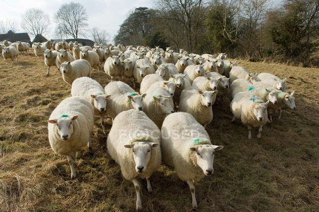 Rebanho de ovelhas caminhando no campo seco — Fotografia de Stock