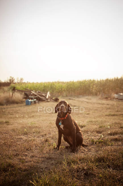 Front view of chocolate labrador on dry field — Stock Photo